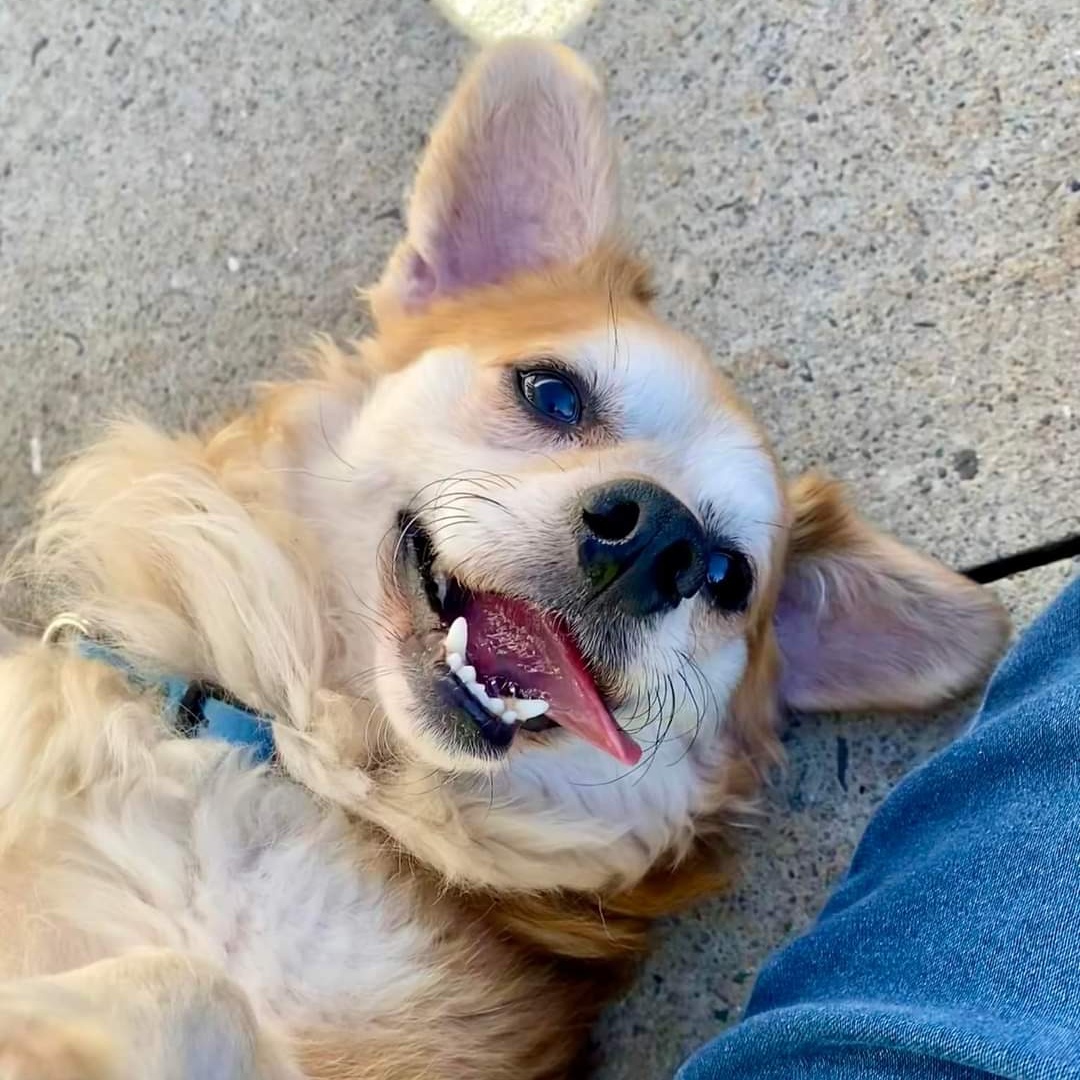 Dog for adoption Jackalope, a Mix in Stratford, CT Petfinder