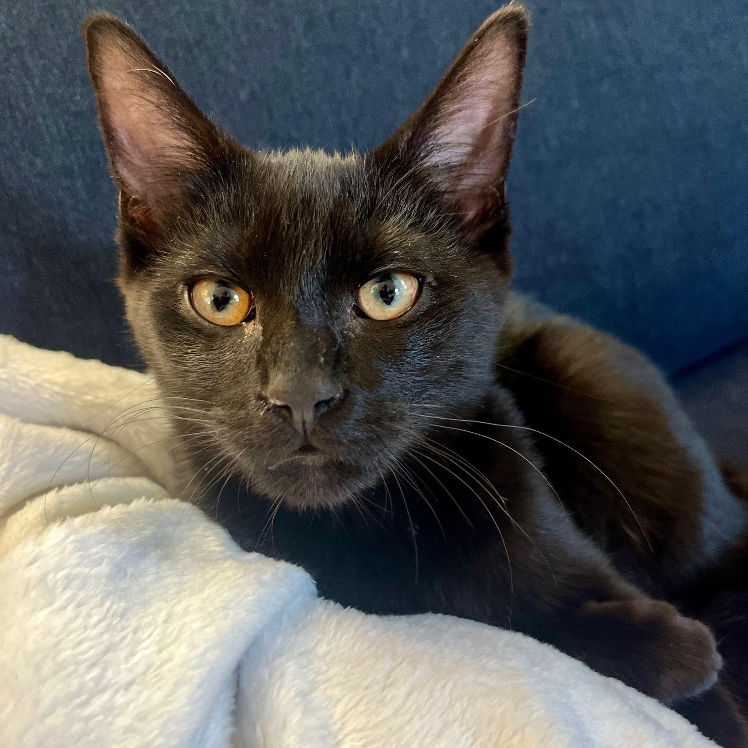 Enlarge Diesel and Pikachu, a ADOPTABLE Domestic Short Hair in Hopkinton, MA image 1/6