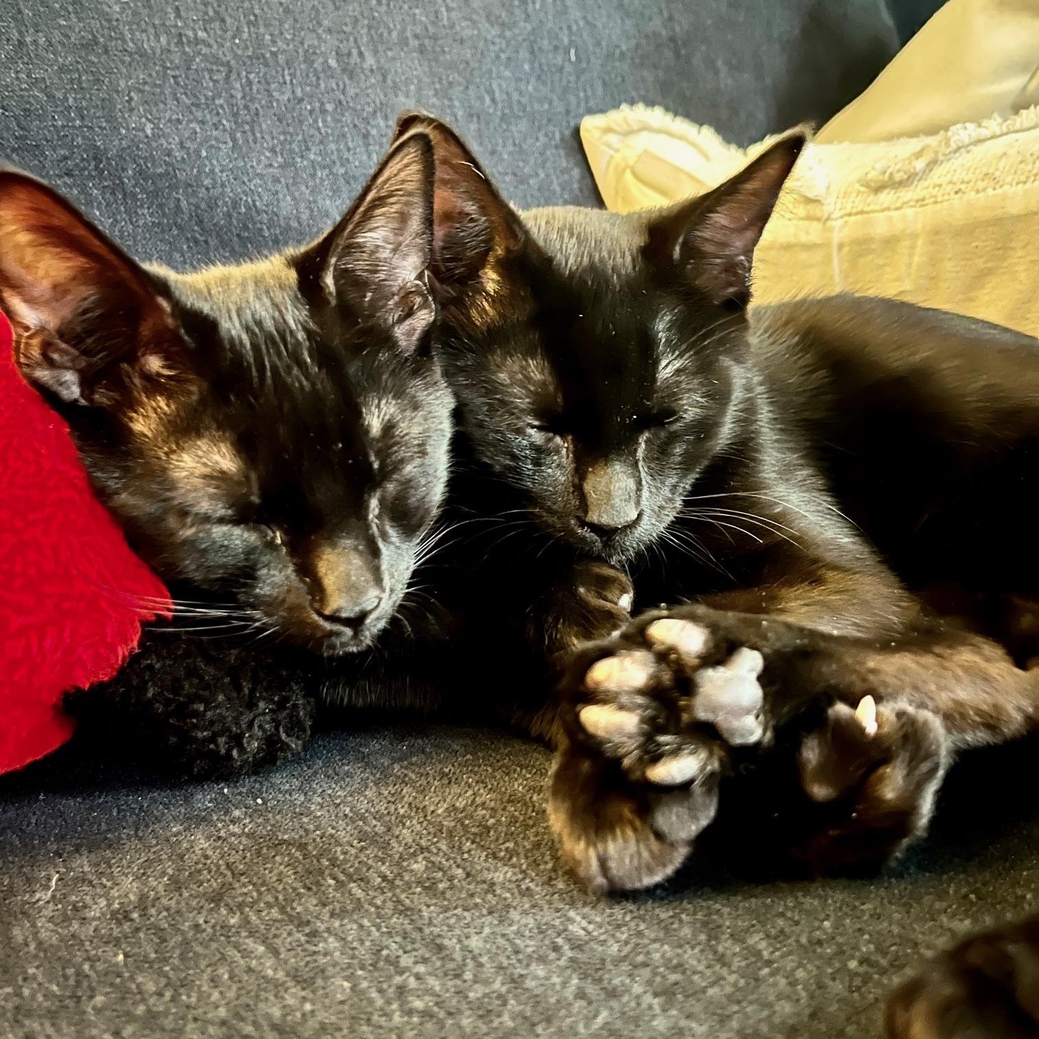 Enlarge Diesel and Pikachu, a ADOPTABLE Domestic Short Hair in Hopkinton, MA image 5/6