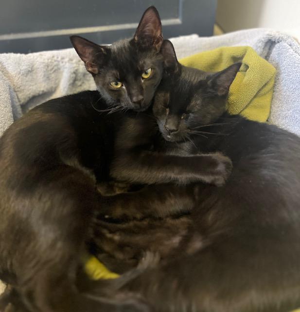 Enlarge Diesel and Pikachu, a ADOPTABLE Domestic Short Hair in Hopkinton, MA image 3/6