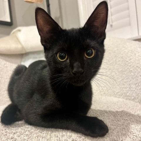 Enlarge Diesel and Pikachu, a ADOPTABLE Domestic Short Hair in Hopkinton, MA image 6/6