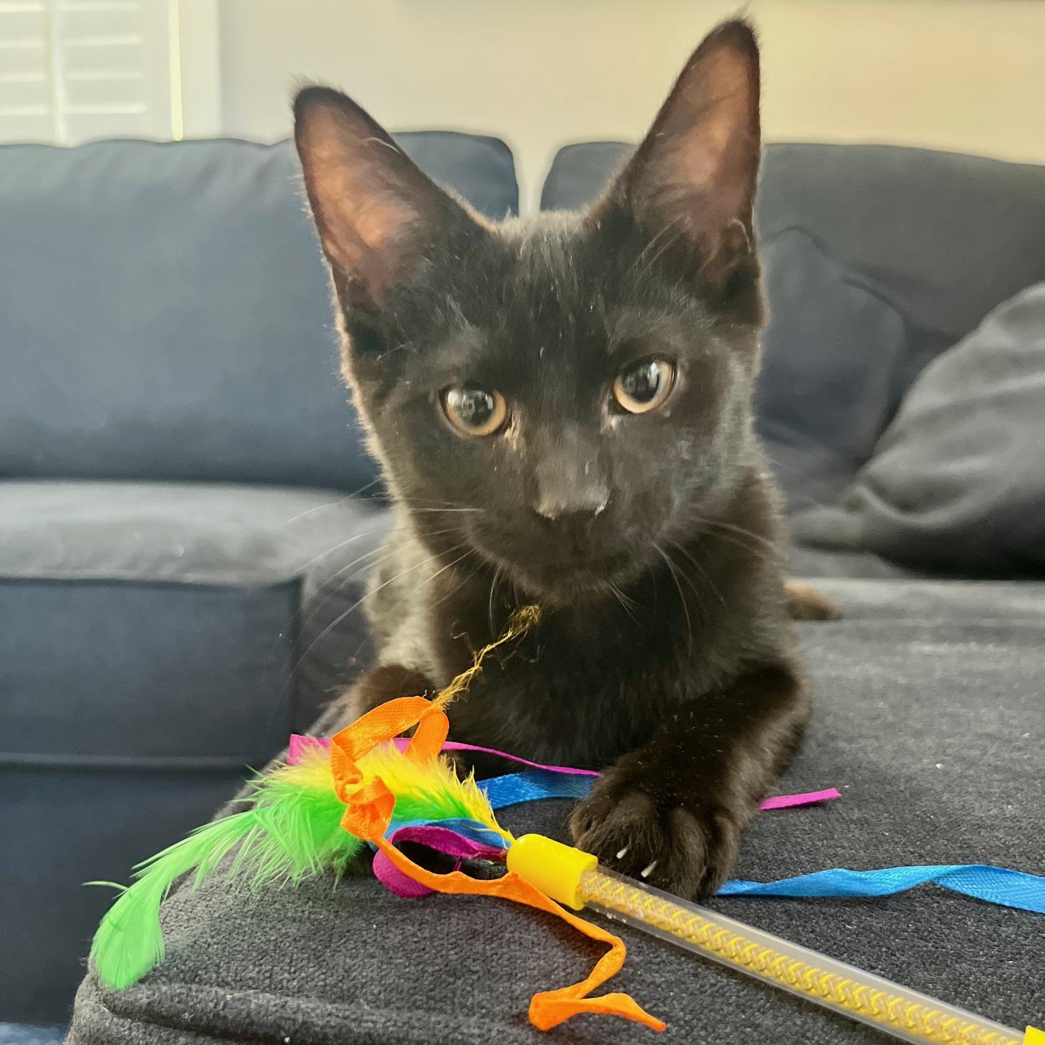 Enlarge Diesel and Pikachu, a ADOPTABLE Domestic Short Hair in Hopkinton, MA image 2/6