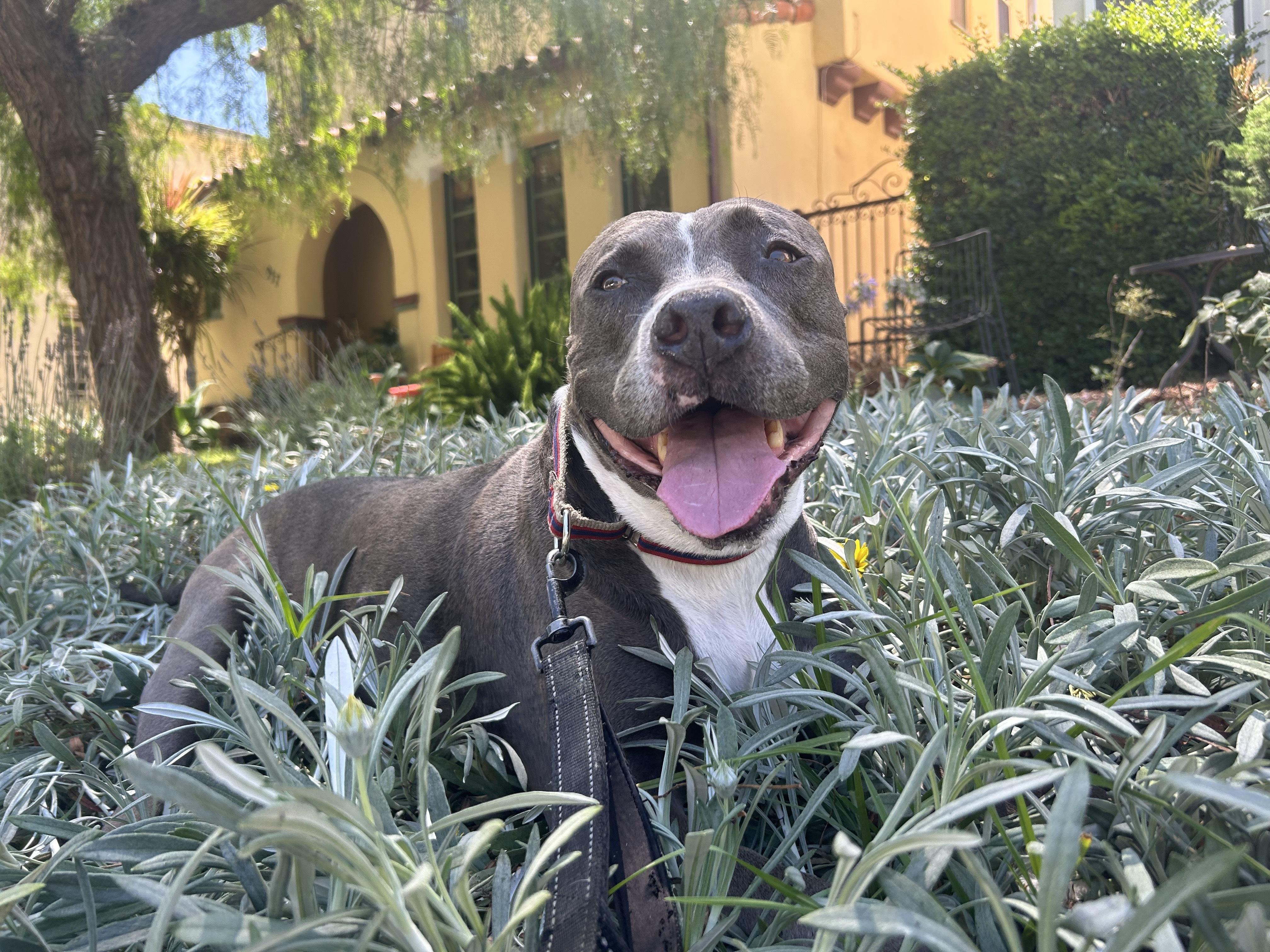 Solo, Adoptable, Young Male American Staffordshire Terrier.