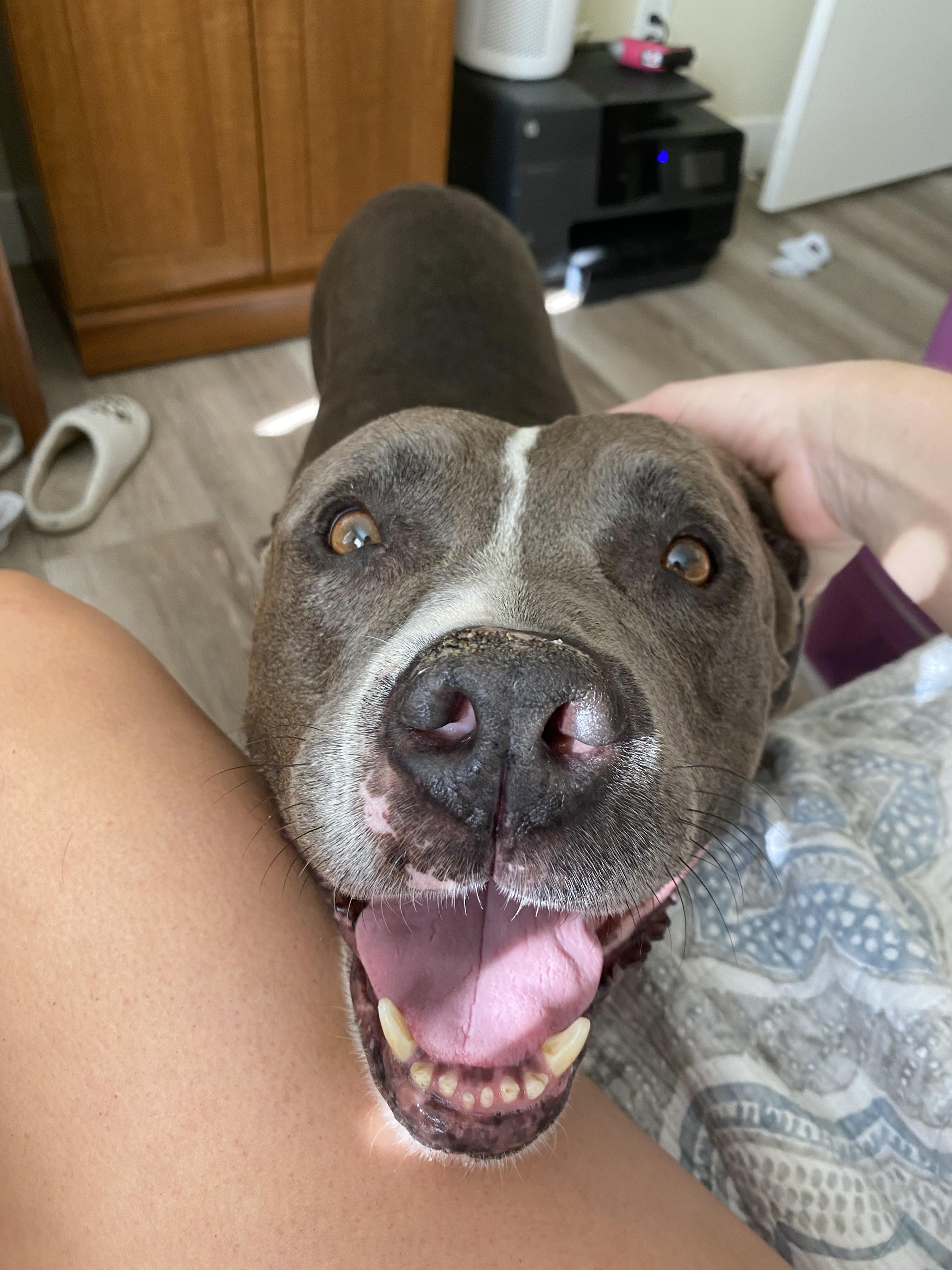 Solo, a Adoptable mixed breed in Los Angeles, CA image 2/4