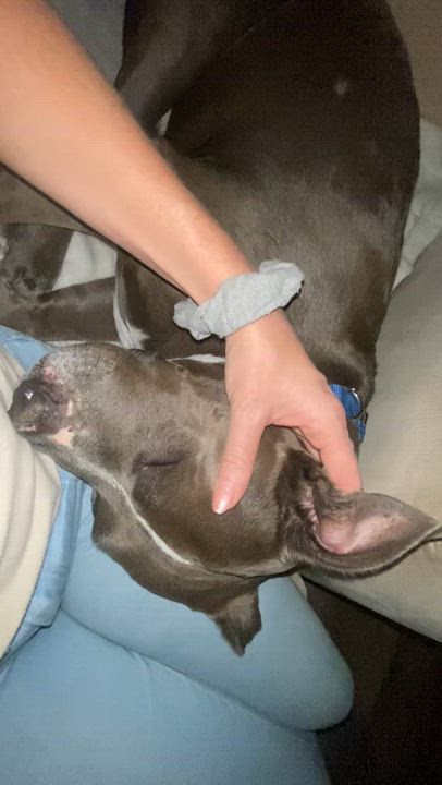 Enlarge Solo, a Adoptable mixed breed in Los Angeles, CA video 4/4