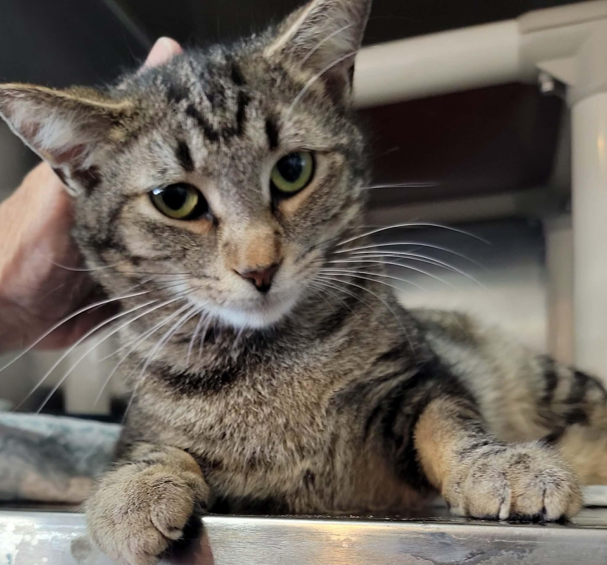 Enlarge Vega, an adopted Domestic Short Hair in Myrtle Beach, SC image 3/4