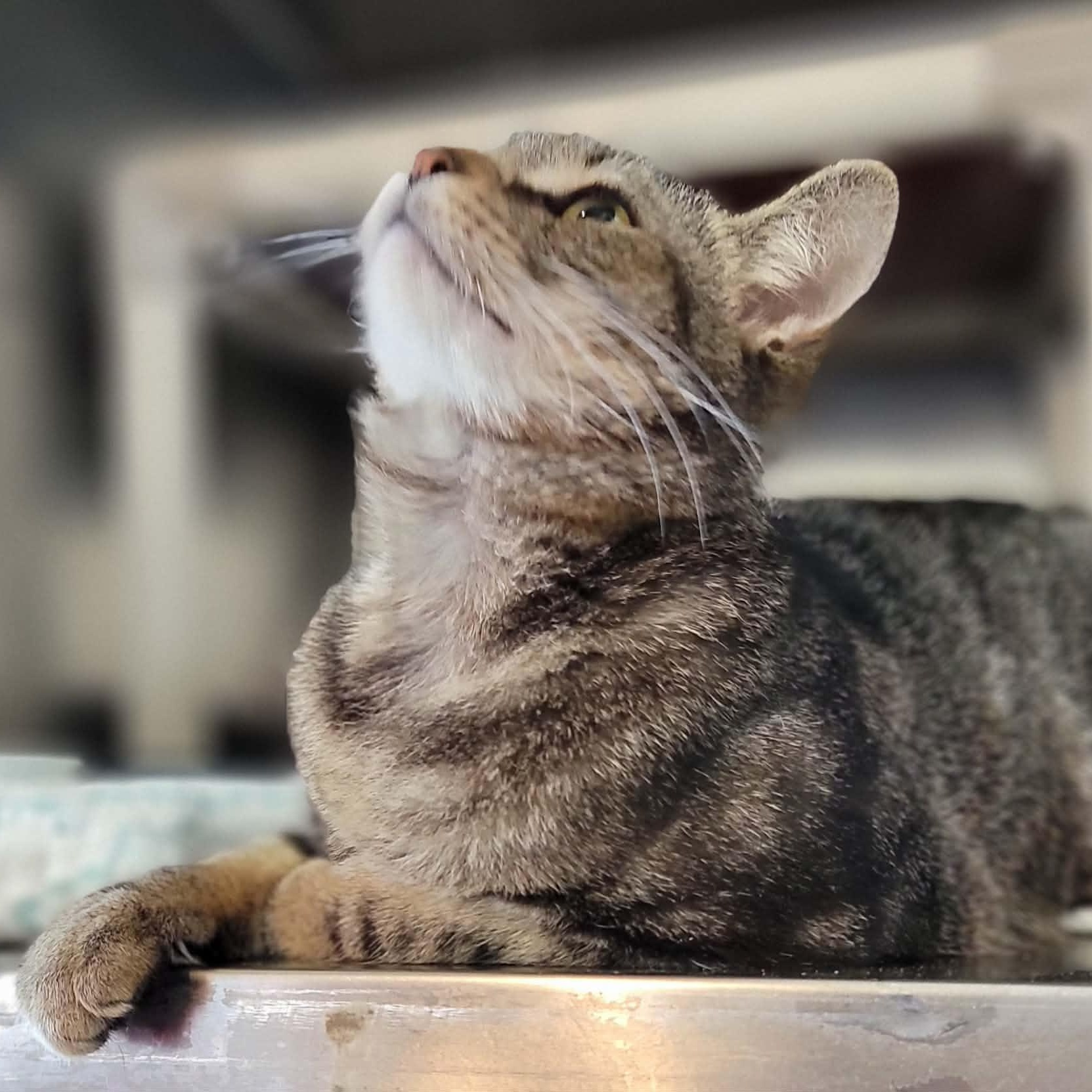 Enlarge Vega, an adopted Domestic Short Hair in Myrtle Beach, SC image 2/4