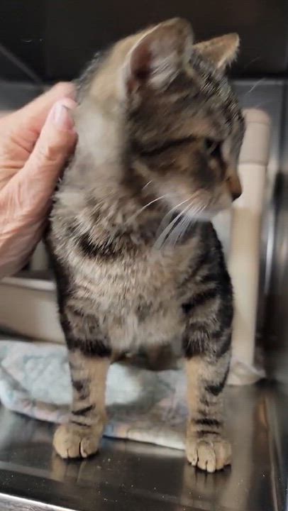 Enlarge Vega, an adopted Domestic Short Hair in Myrtle Beach, SC video 4/4