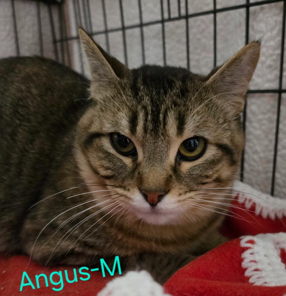 Angus, a Adoptable Domestic Short Hair in Cloquet, MN image 1/2