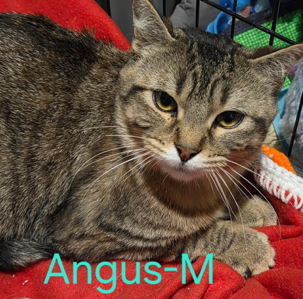 Angus, Adoptable, Adult Male Domestic Short Hair.