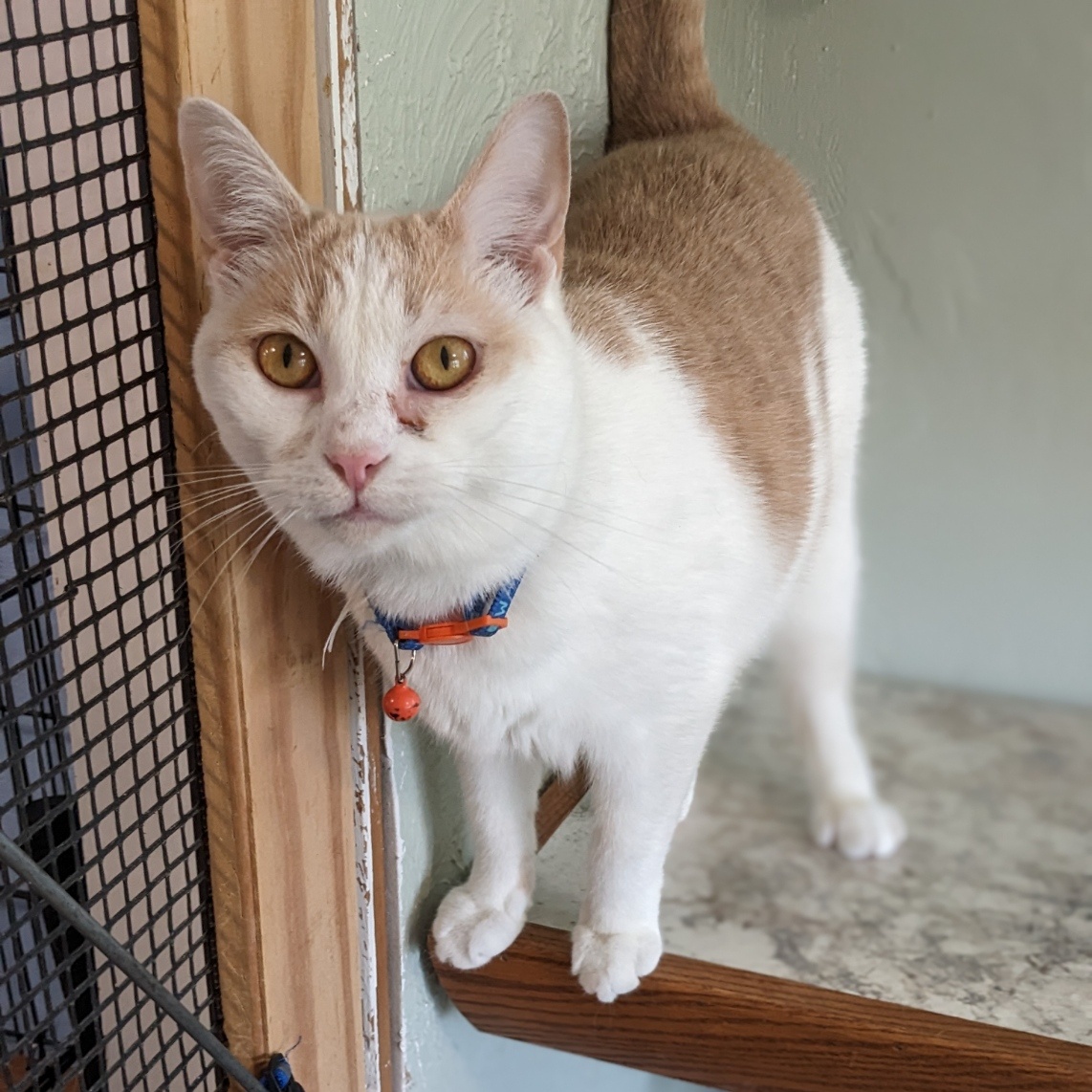 Enlarge Solstice (FIV+), a Adoptable Domestic Short Hair in Shippenville, PA image 1/4