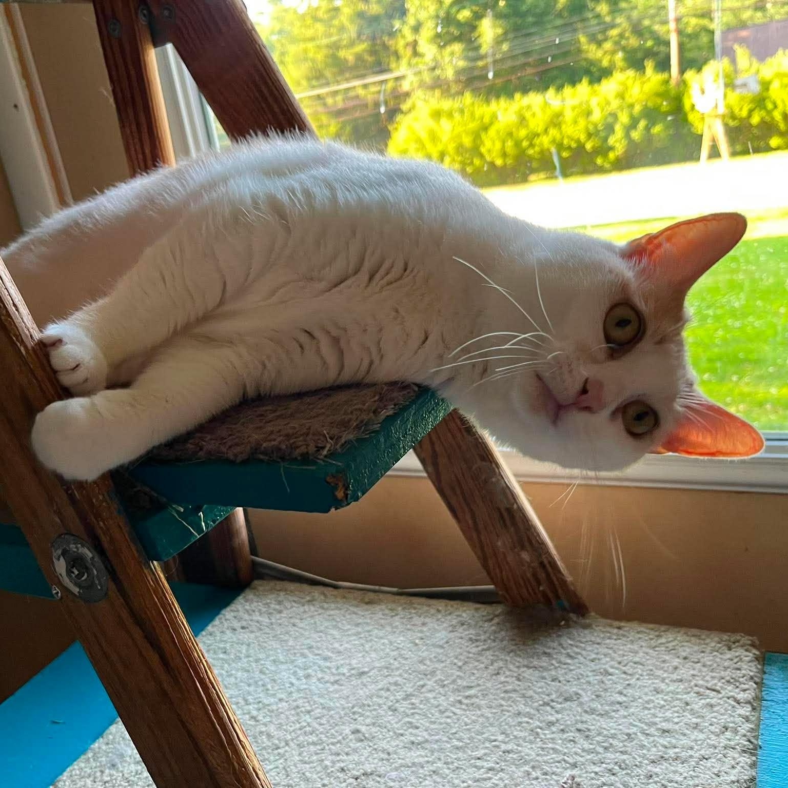 Solstice (FIV+), a Adoptable Domestic Short Hair in Shippenville, PA image 5/5