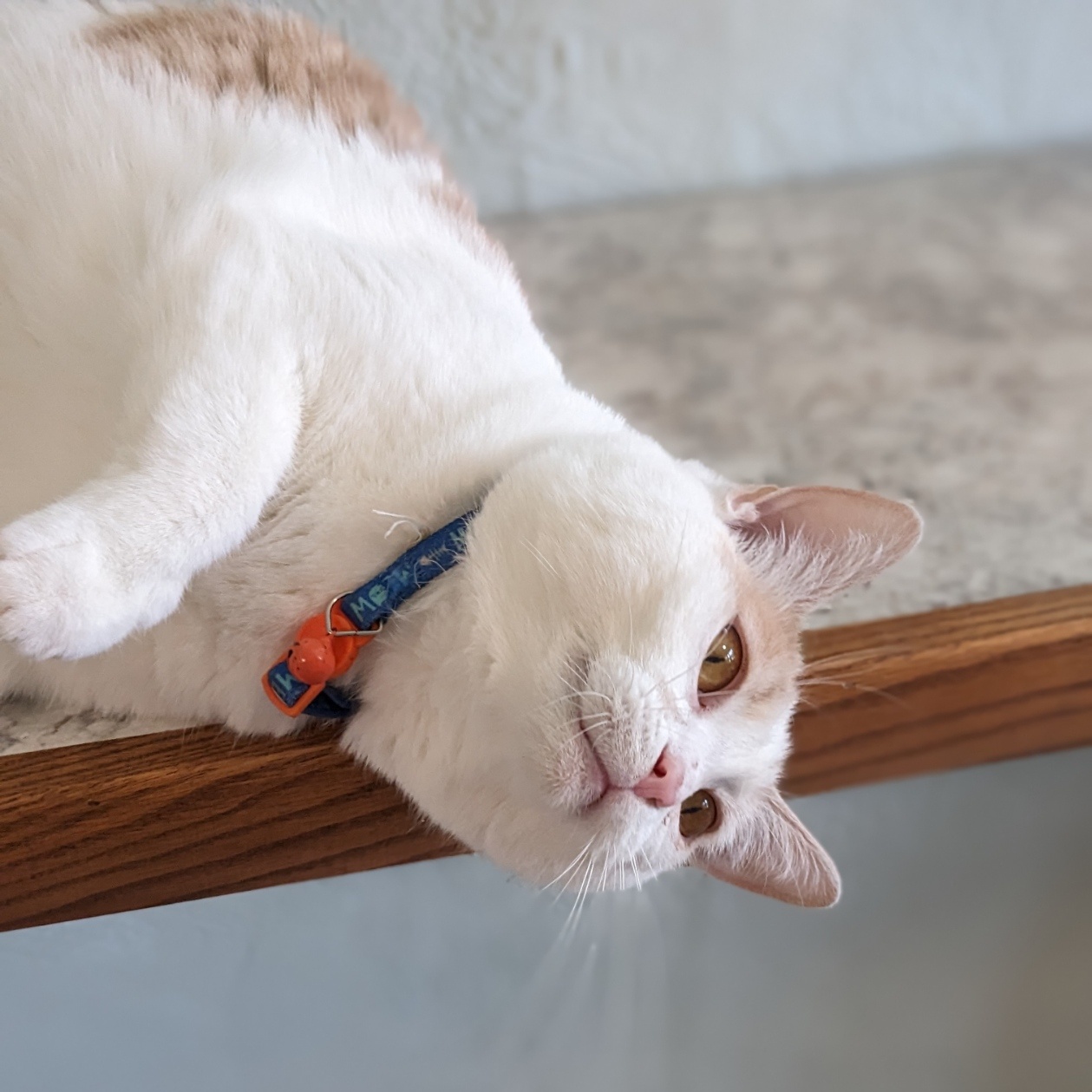 Enlarge Solstice (FIV+), a Adoptable Domestic Short Hair in Shippenville, PA image 2/4