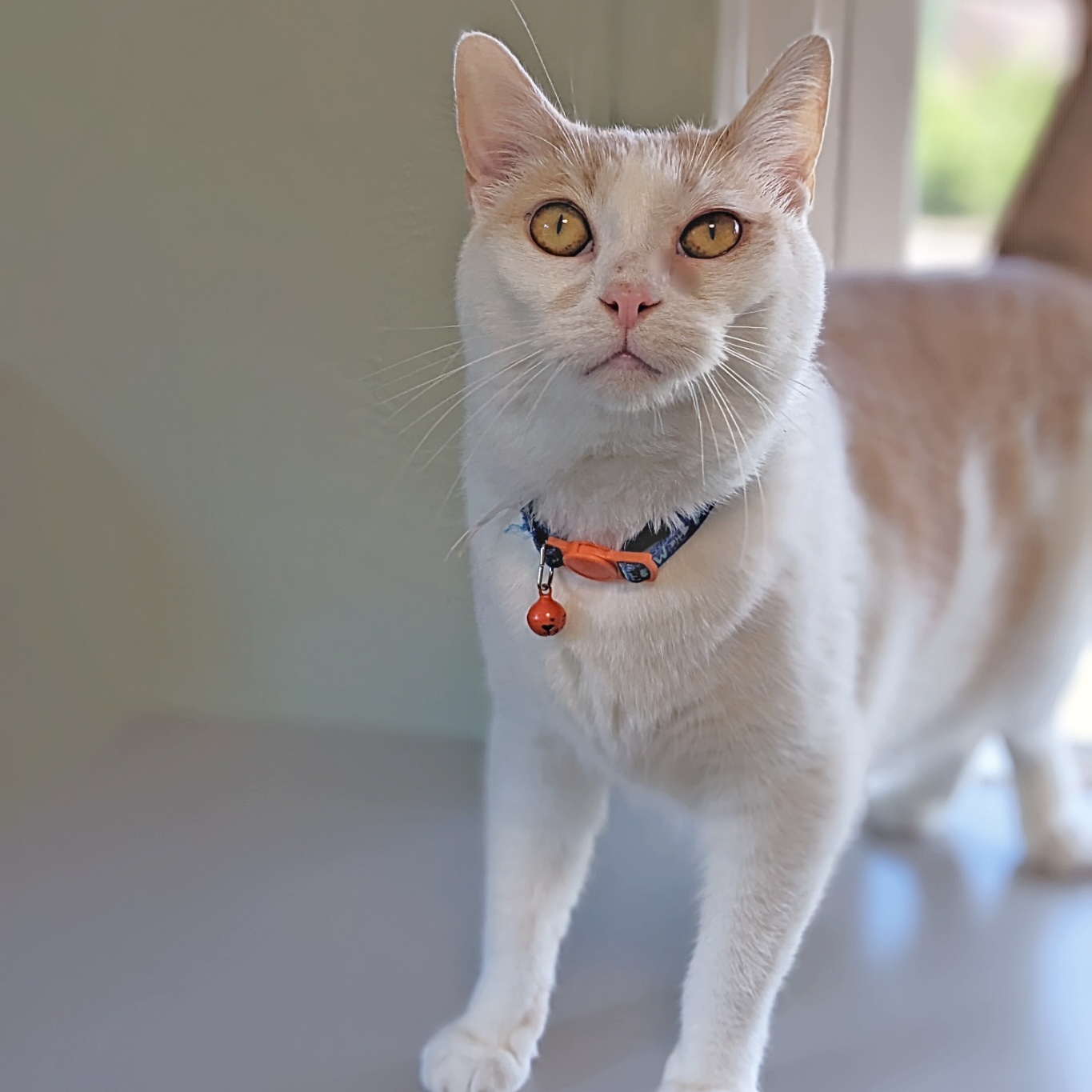 Enlarge Solstice (FIV+), a Adoptable Domestic Short Hair in Shippenville, PA image 3/4