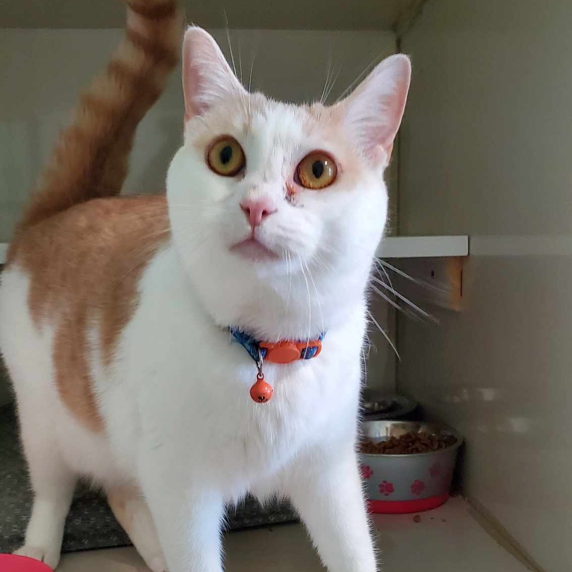 Enlarge Solstice (FIV+), a Adoptable Domestic Short Hair in Shippenville, PA image 4/4