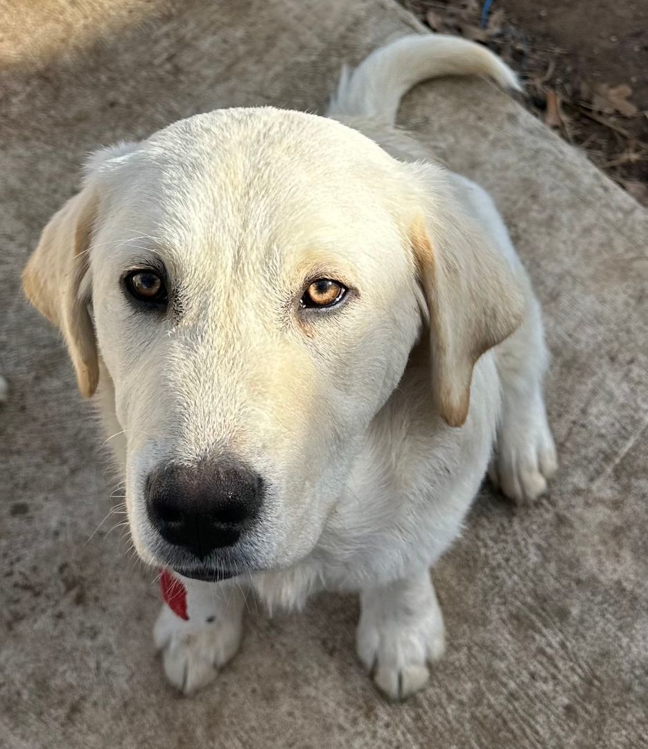 Loki