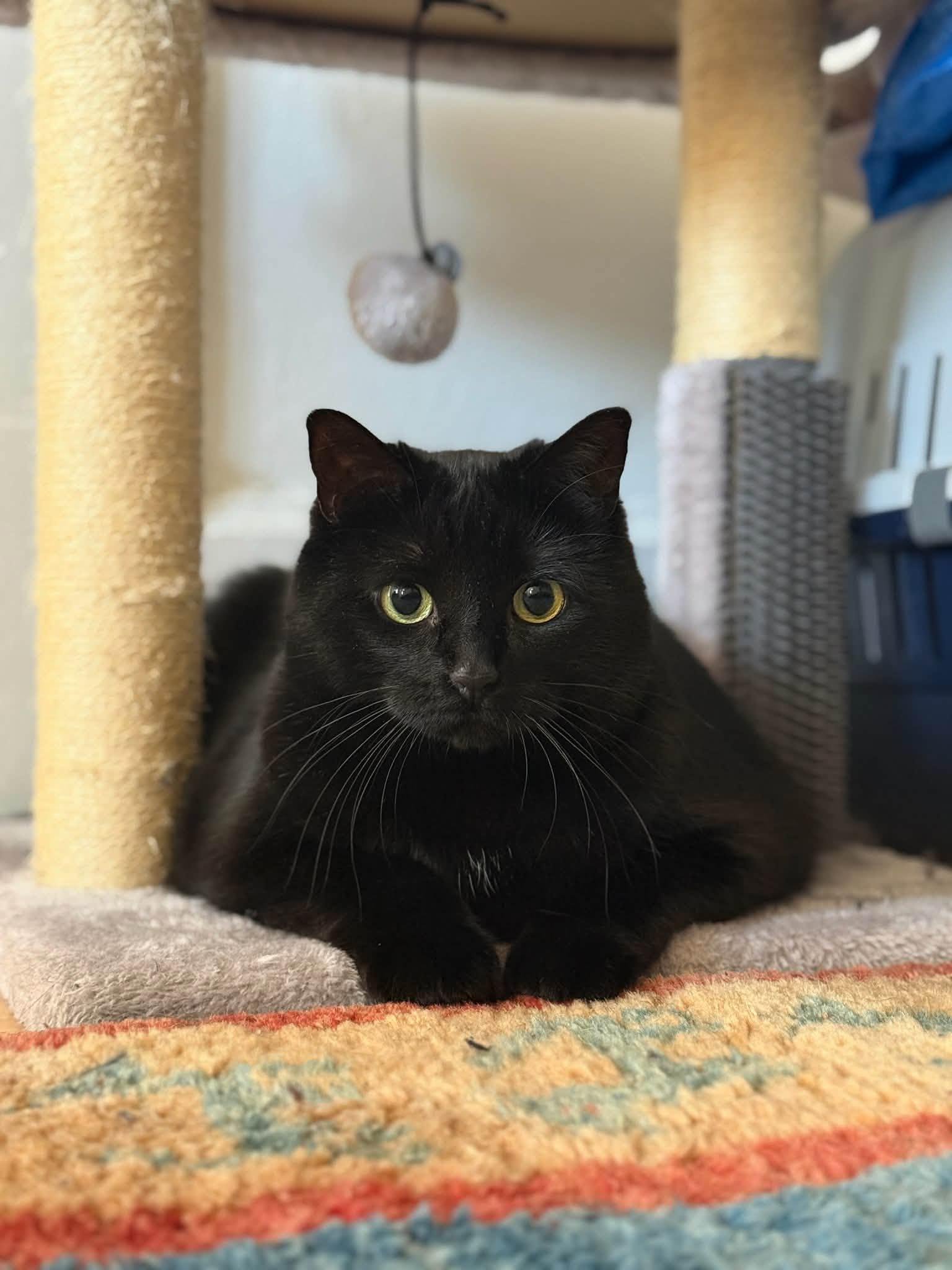 Princess Luna, a ADOPTABLE Domestic Short Hair in Montreal, QC image 5/6