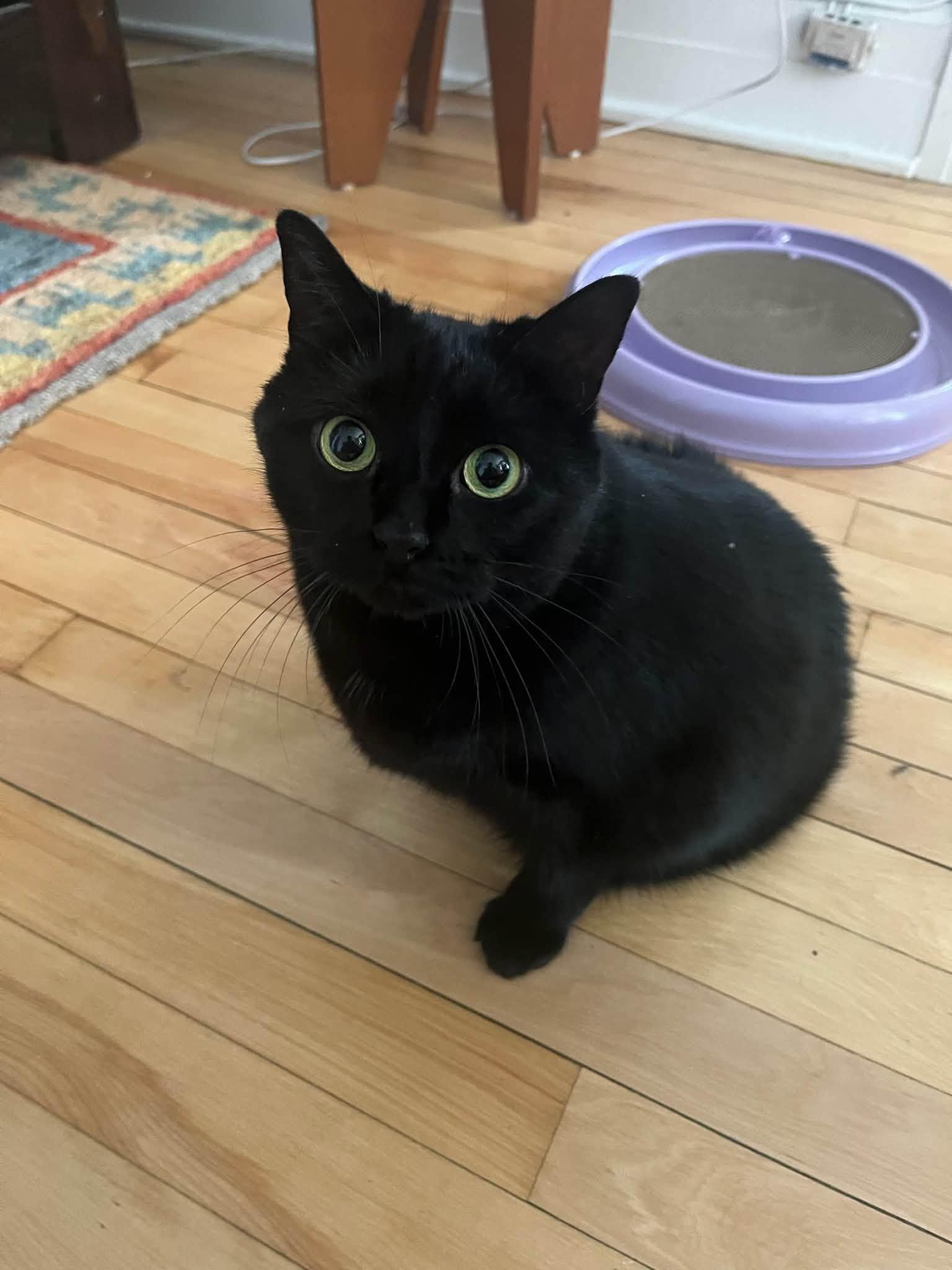 Princess Luna, a ADOPTABLE Domestic Short Hair in Montreal, QC image 3/6