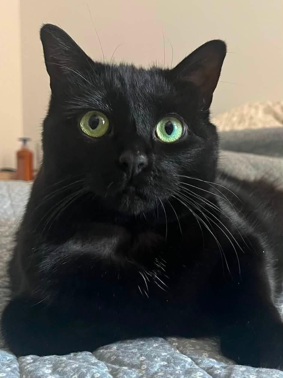 Princess Luna, ADOPTABLE, Adult Female Domestic Short Hair.