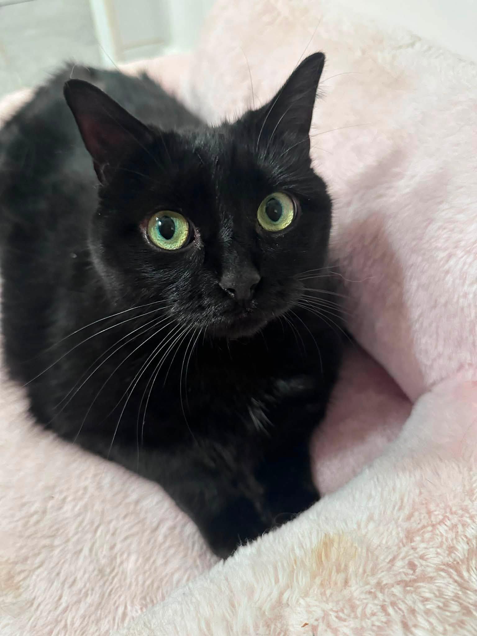 Princess Luna, a ADOPTABLE Domestic Short Hair in Montreal, QC image 4/6