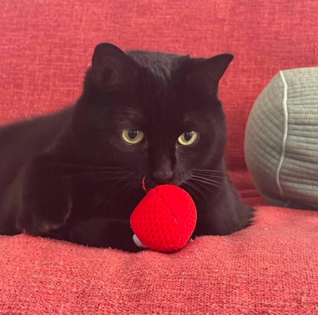 Princess Luna, a ADOPTABLE Domestic Short Hair in Montreal, QC image 2/6