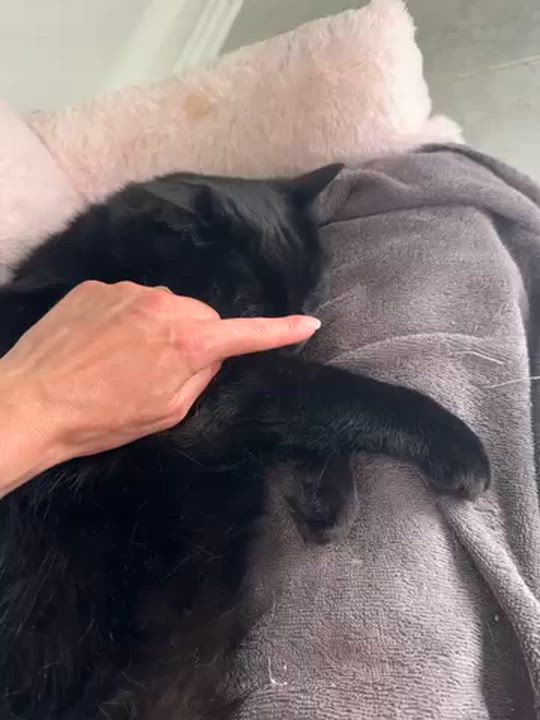 Enlarge Princess Luna, a ADOPTABLE Domestic Short Hair in Montreal, QC video 6/6