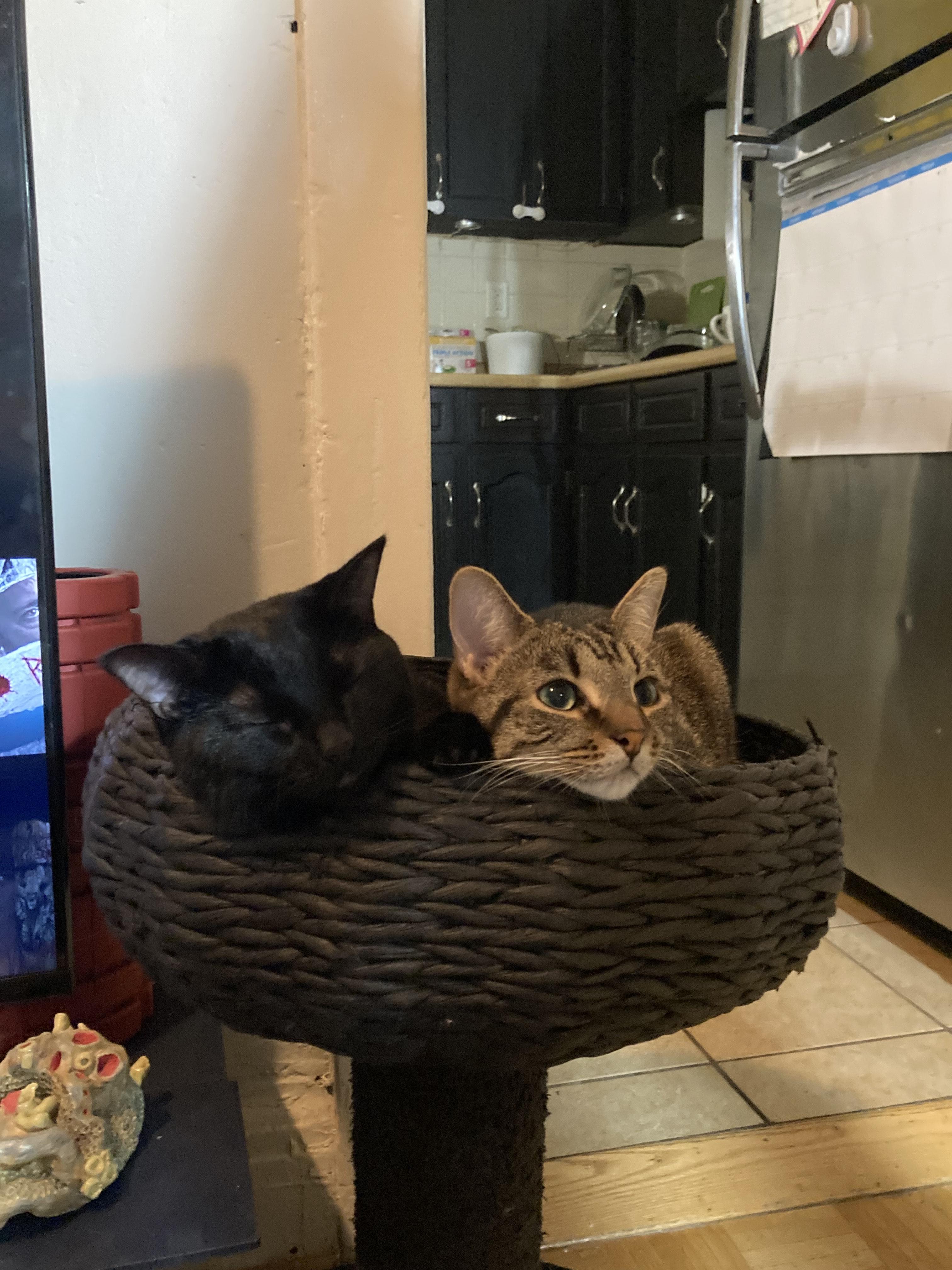 Enlarge Grace *MUST BE ADOPTED WITH FRANKIE*, a ADOPTABLE Domestic Short Hair in Toronto, ON image 3/3