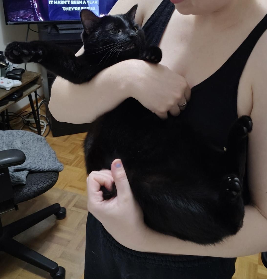 Enlarge Grace *MUST BE ADOPTED WITH FRANKIE*, a ADOPTABLE Domestic Short Hair in Toronto, ON image 1/3