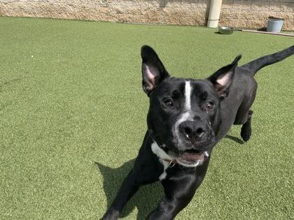 Wally, a Adoptable mixed breed in Independence, MO image 2/3