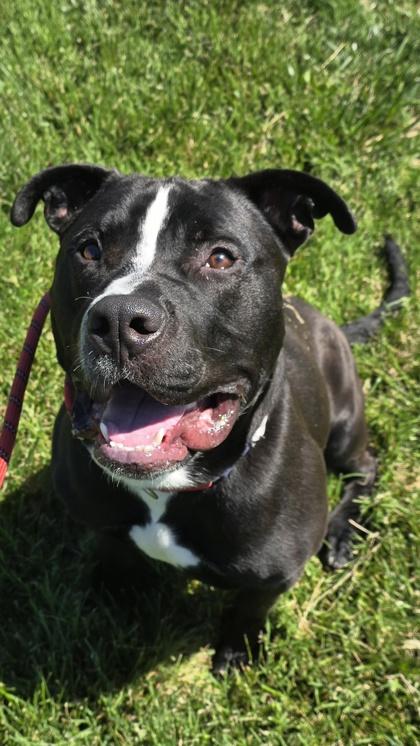 Wally, a Adoptable mixed breed in Independence, MO image 3/3