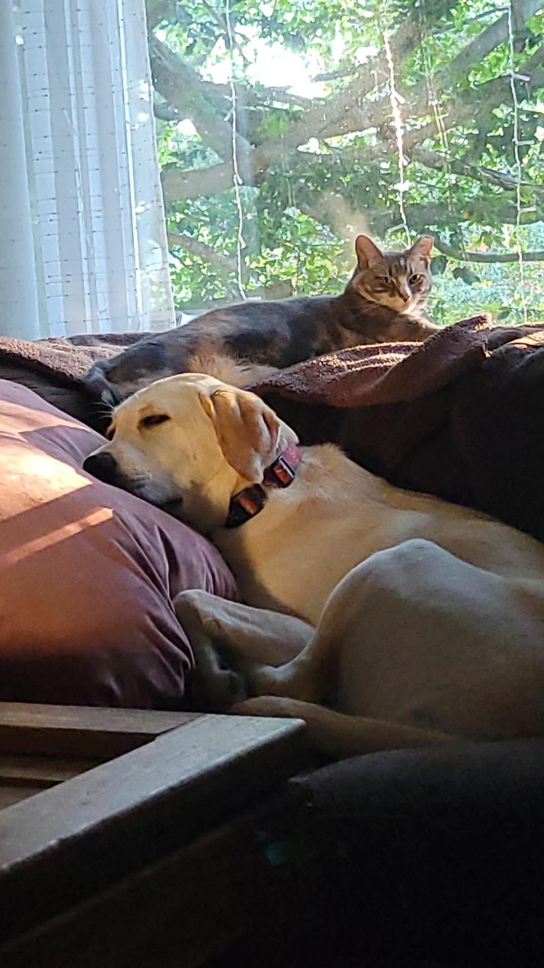 Enlarge Veeta, a Adoptable Domestic Short Hair in Port Republic, MD image 2/3