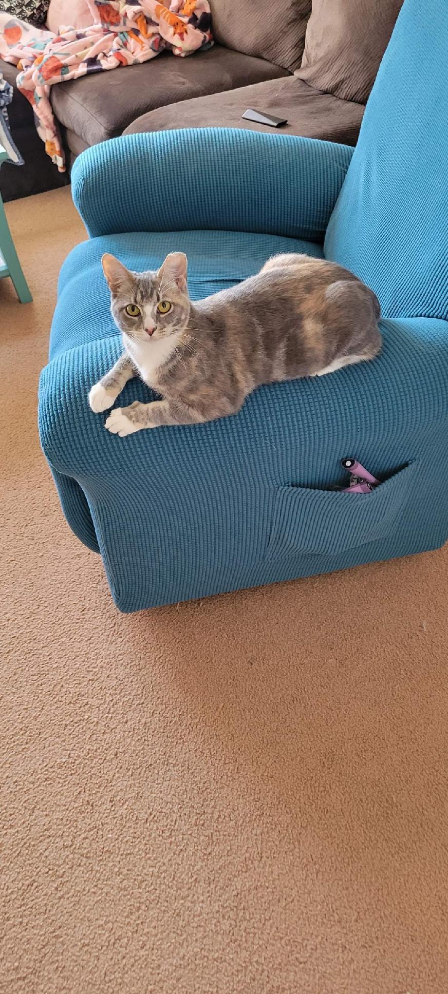 Enlarge Veeta, a Adoptable Domestic Short Hair in Port Republic, MD image 3/3