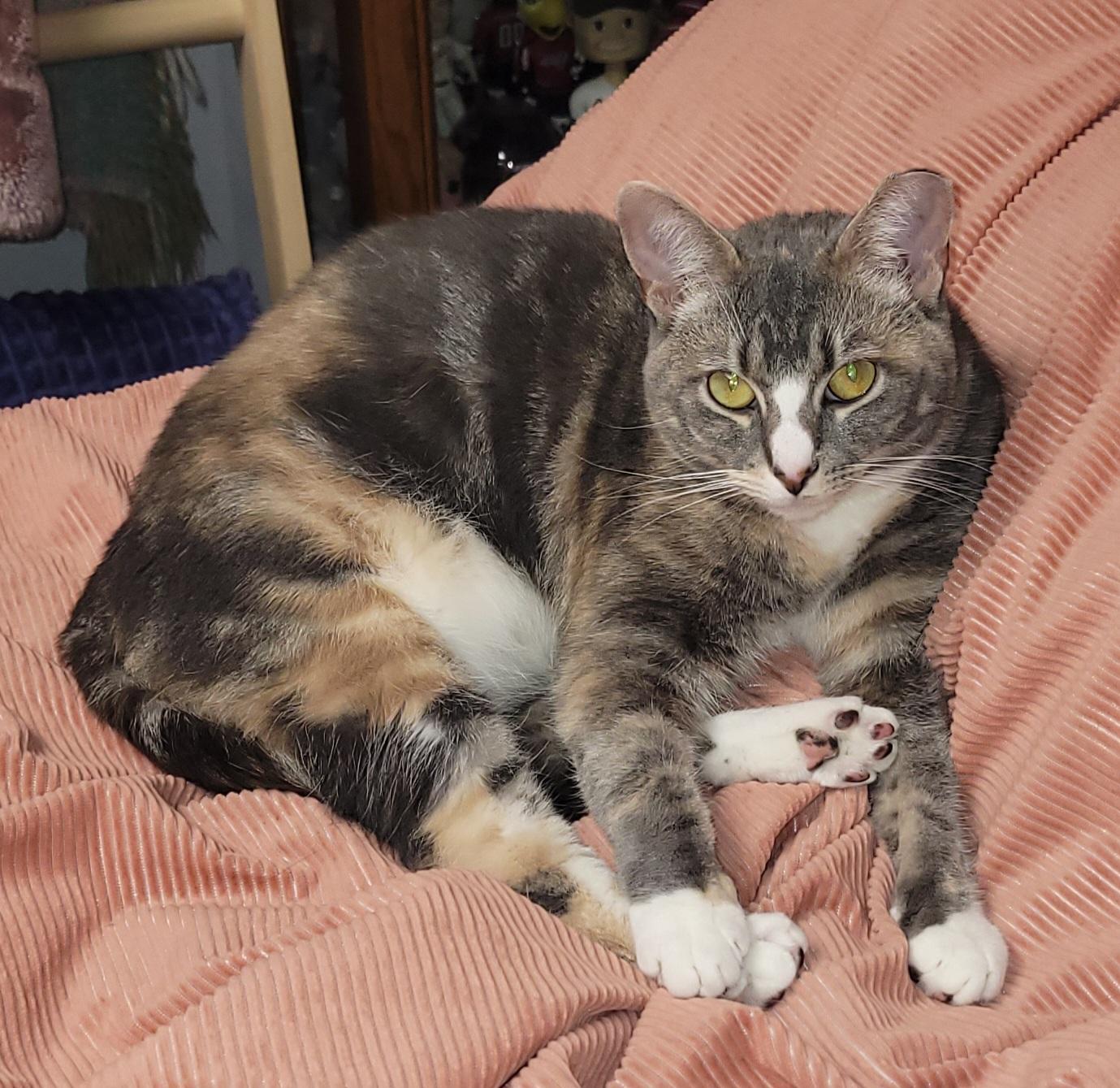 Veeta, Adoptable, Young Female Domestic Short Hair.