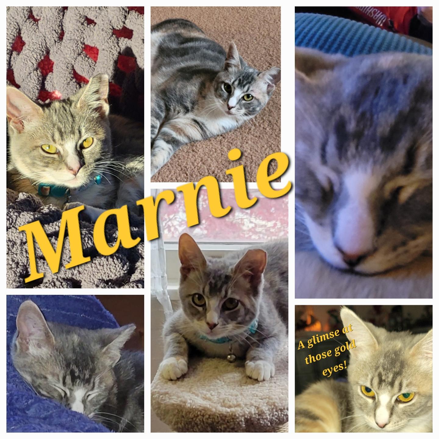 Enlarge Marnie, a Adoptable Domestic Short Hair in Port Republic, MD image 1/1