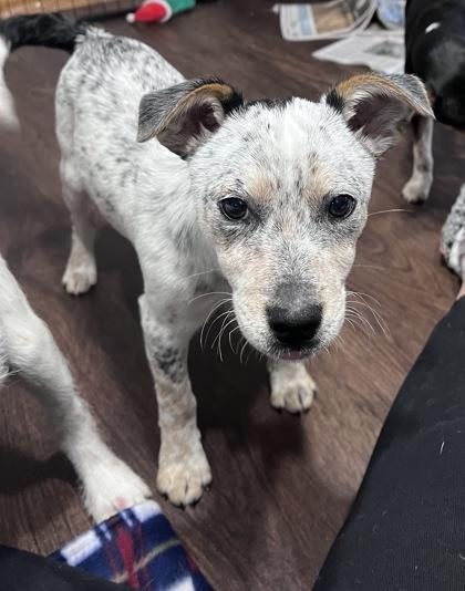 Enlarge Bo Nix, a Adoptable mixed breed in De Soto, IA image 1/3