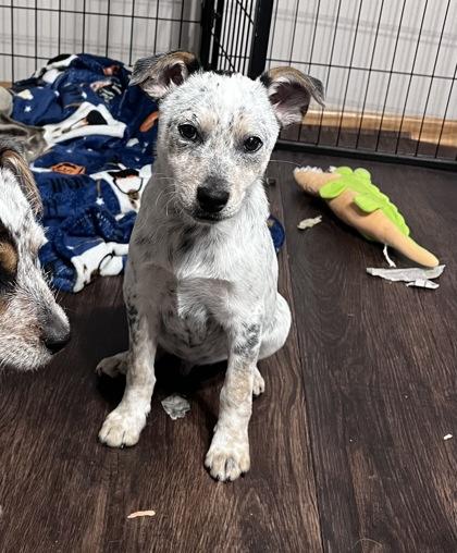 Enlarge Bo Nix, a Adoptable mixed breed in De Soto, IA image 2/3