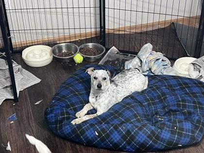 Enlarge Bo Nix, a Adoptable mixed breed in De Soto, IA image 3/3