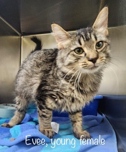 Evee, Adoptable, Young Female Domestic Short Hair.