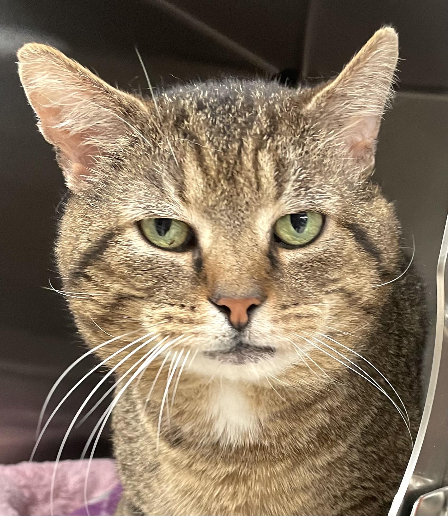 Tommy (FeLV+)