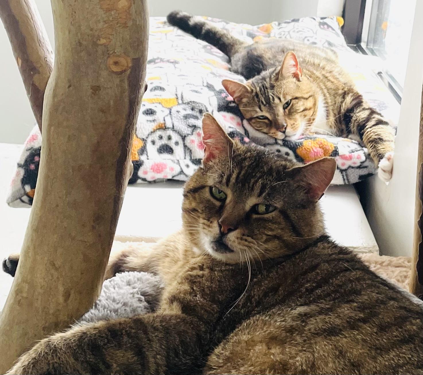 Tommy (FeLV+) 3
