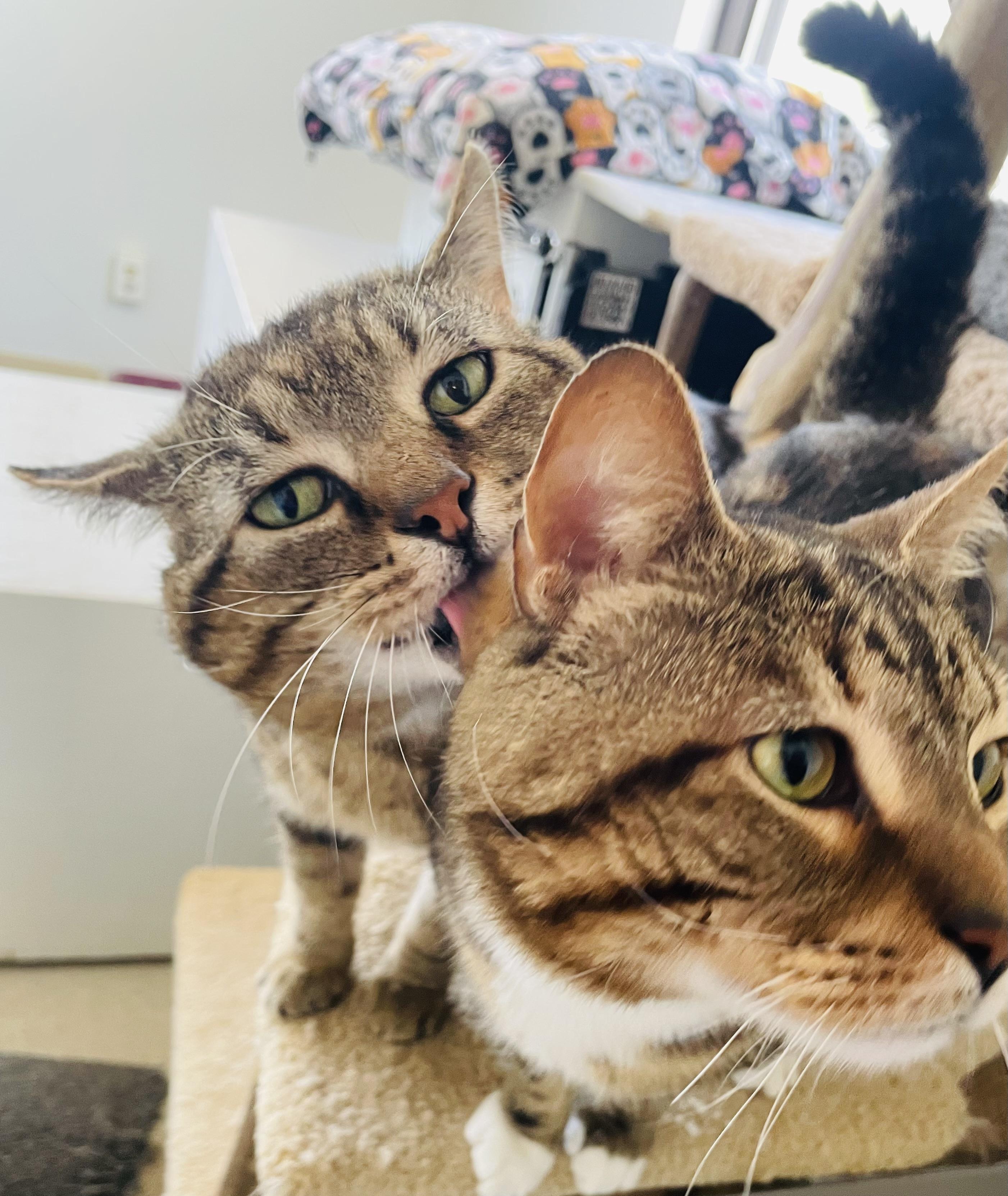 Tommy (FeLV+) 4