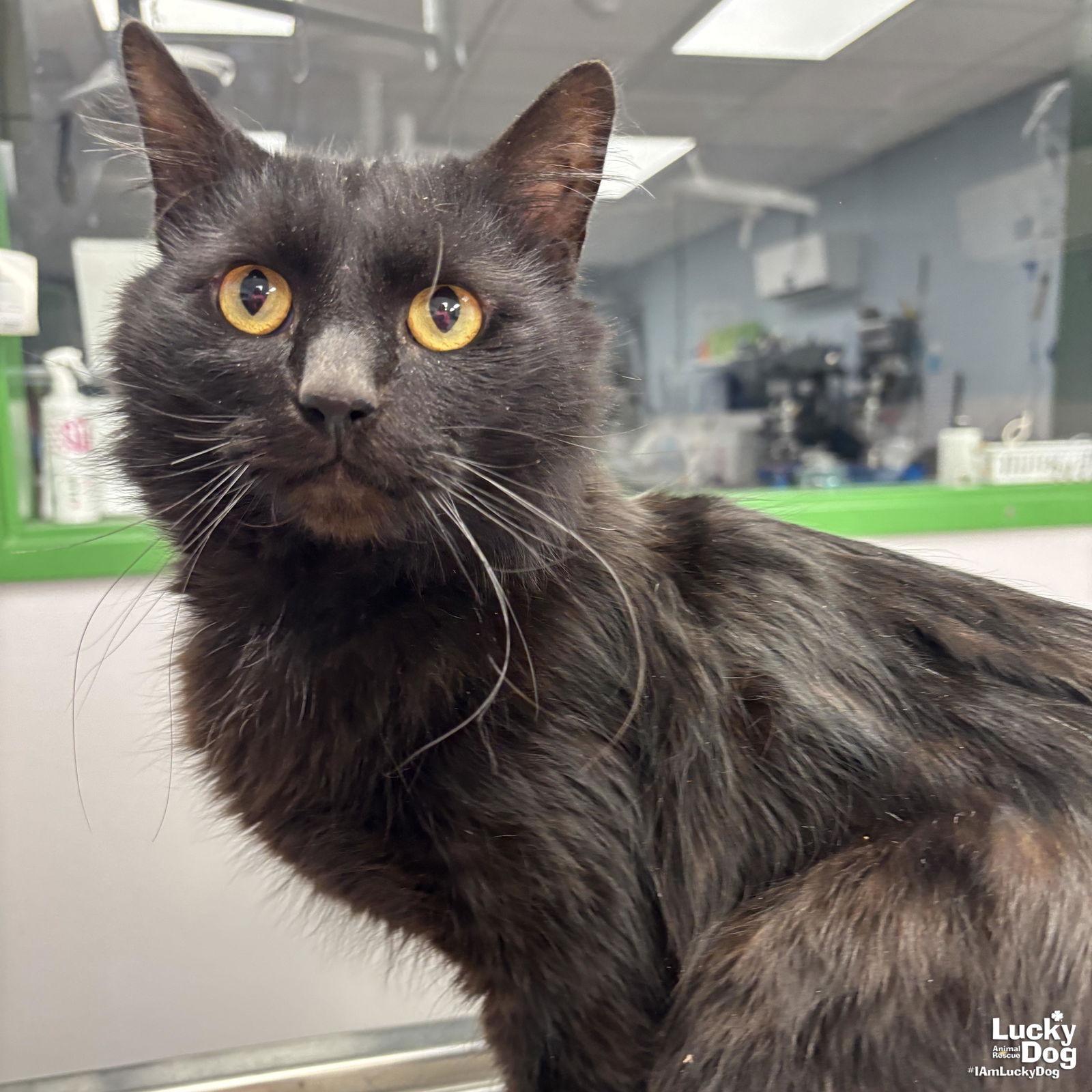 Hagrid, a Adopted Domestic Long Hair in Washington, DC image 1/3