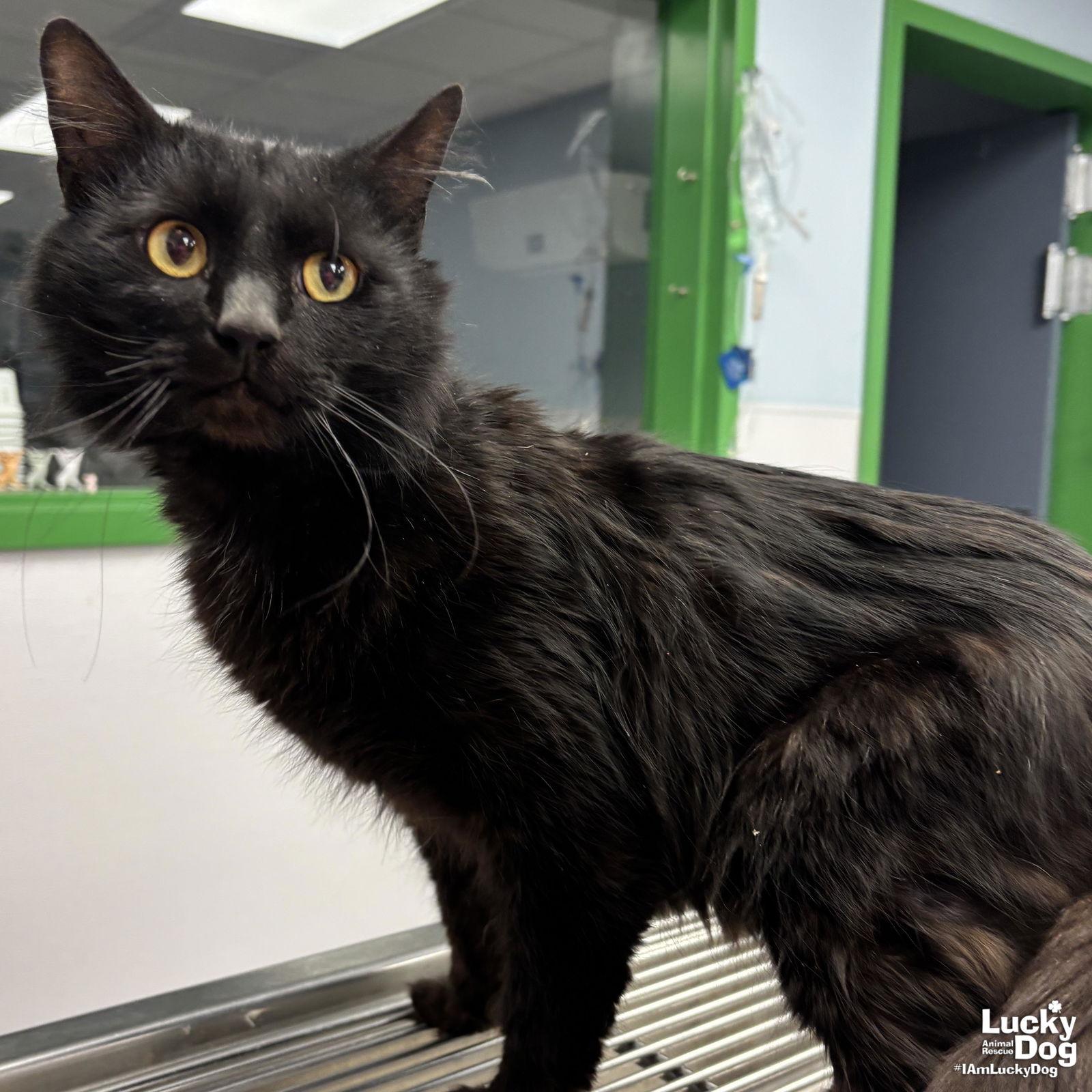 Hagrid, a Adopted Domestic Long Hair in Washington, DC image 2/3