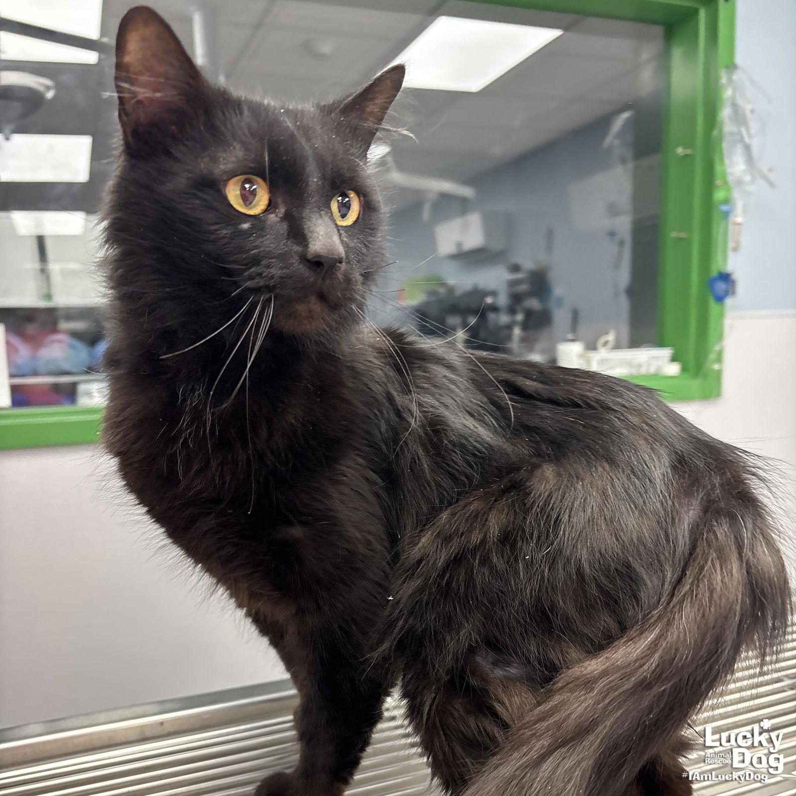 Hagrid, a Adopted Domestic Long Hair in Washington, DC image 3/3