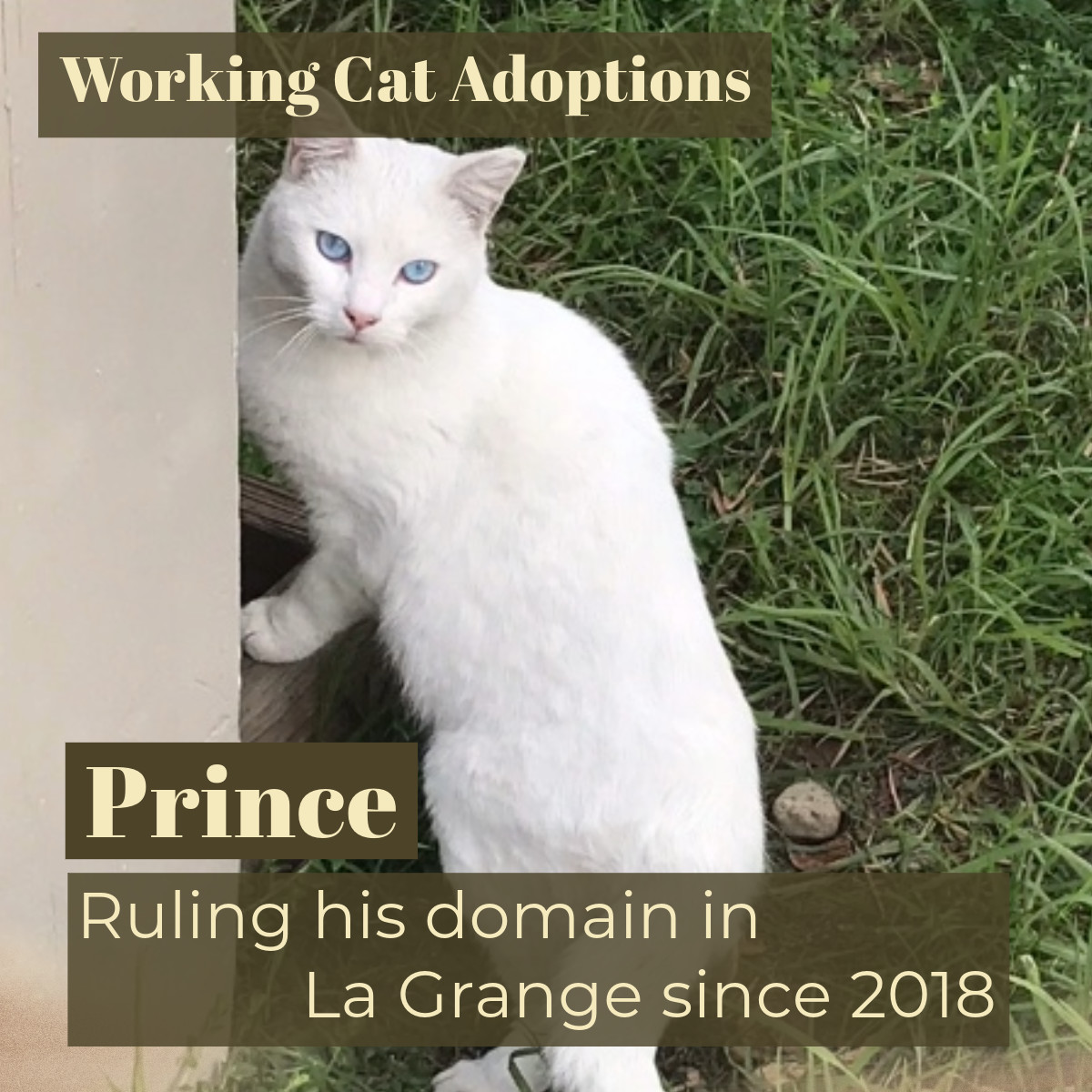 Enlarge Working Cats, a Adoptable mixed breed in Benicia, CA image 2/6