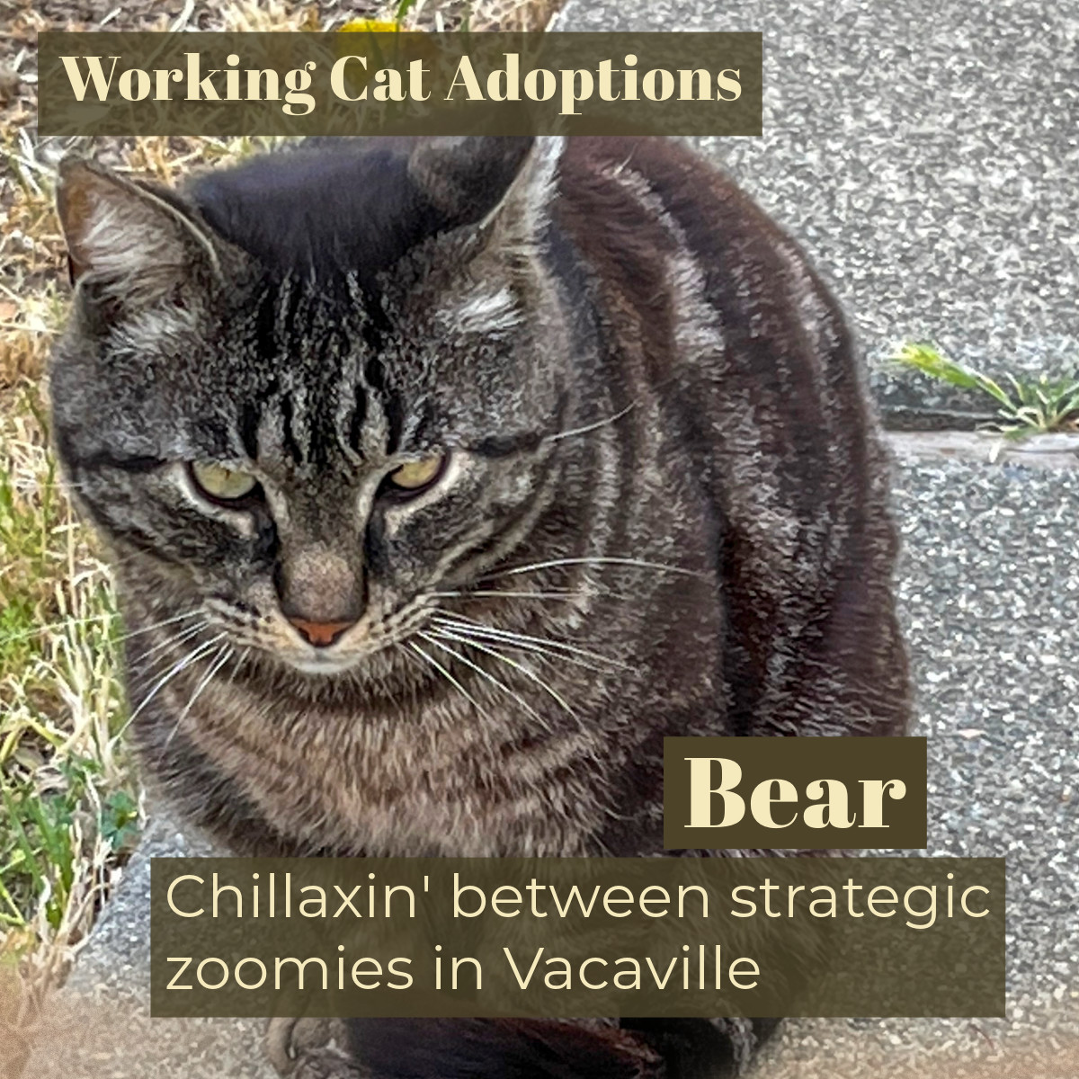 Enlarge Working Cats, a Adoptable mixed breed in Benicia, CA image 3/6