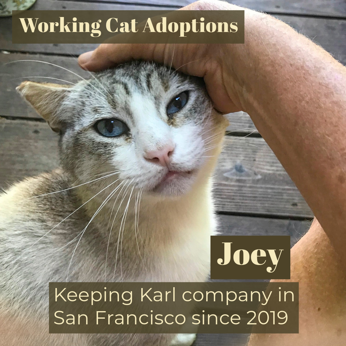 Working Cats, an adoptable Domestic Short Hair in Benicia, CA, 94510 | Photo Image 4