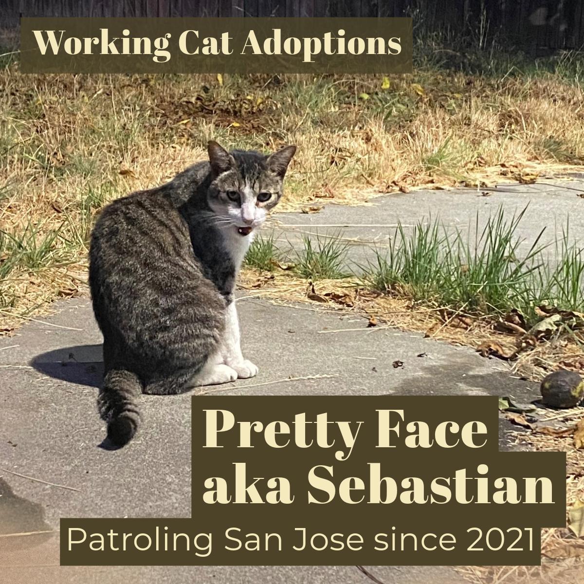 Working Cats, an adoptable Domestic Short Hair in Benicia, CA, 94510 | Photo Image 6