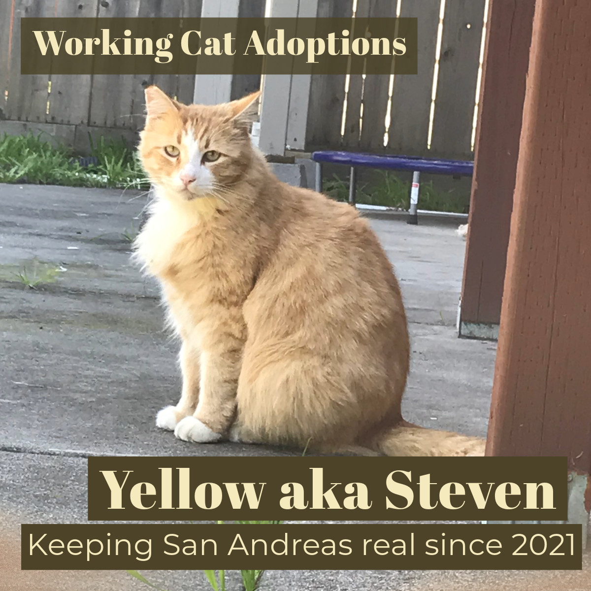 Enlarge Working Cats, a Adoptable mixed breed in Benicia, CA image 5/6