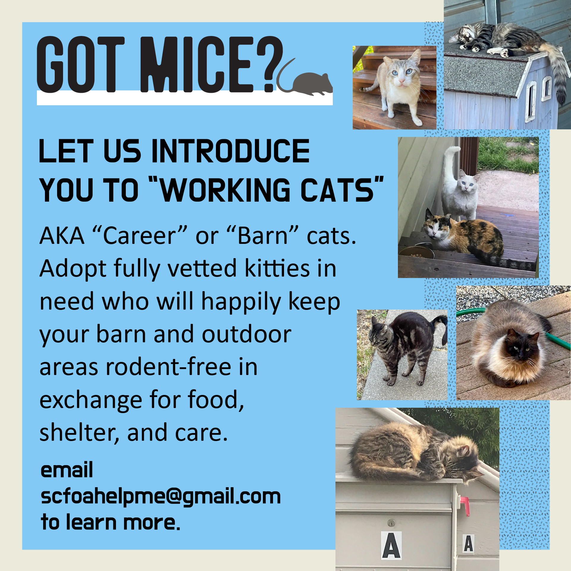 Working Cats, Adoptable, Adult Female Domestic Short Hair.